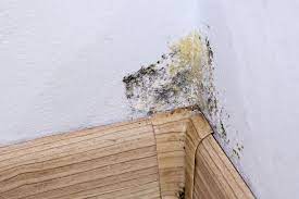 get rid of mold in your basement safely