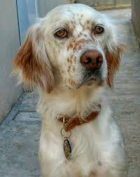 The gordon setter is a large dog breed known for their loyalty & pleasant temperament. Ayun Mi Setter InglÄ—s Orange Belton English Setter Dogs English Setter Beautiful Dogs