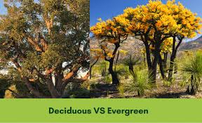 Deciduous Vs Evergreen Trees What S