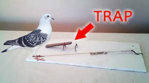 how to make an easy pigeon trap starx