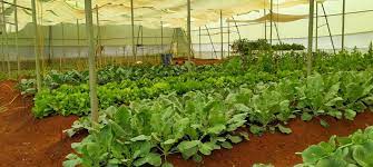 Kitchen Gardening Services In Mumbai