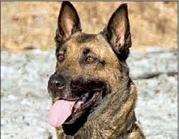 belgian malinois sniffer canines set to