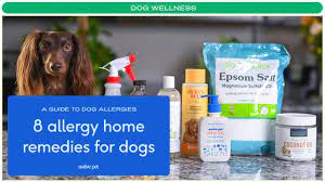 home remes for dog skin allergies