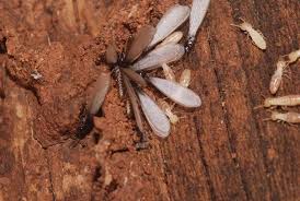 Keeping Termites Out Of Suloors