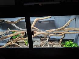 carpet python keeps trying to escape