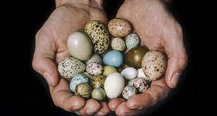  ученые раскрыли загадку формы яиц
