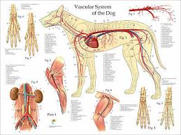 Dog Muscle Skeletal Anatomy Veterinary Poster 24 X 36 Canine