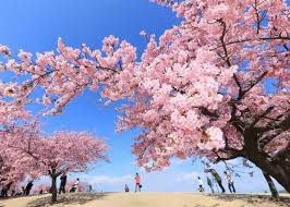 桜「河津桜」 | 伊勢崎市観光物産協会【公式】ホームページ