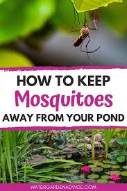 Keep Mosquitoes Away From Your Pond