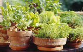How To Grow Herbs Suttons Gardening