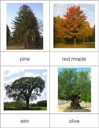 trees nomenclature from montessori