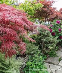 Growing Japanese Maples