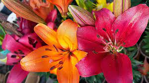 lily species for your garden