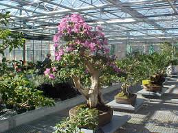 asheville com news arboretum greenhouse