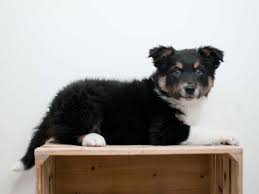 Border collie puppies for sale in coloradoselect a breed. Border Collie Puppies Pet City Pet Shops