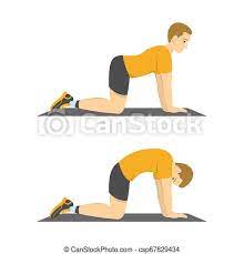 The pose sequence is a gentle warmup that releases tension in the spine, preparing the body for more challenging postures. Man Doing Cat Cow Exercise Back Stretch In The Gym Fitness And Healthy Lifestyle Flexible Body Isolated Vector Canstock