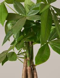 For a wedding, try a dress, which will add pizzazz to any tree. Money Tree Plant Tropical Indoor Plants Houseplants For Delivery The Sill