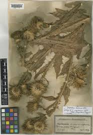 Onopordum tauricum Willd. | Plants of the World Online | Kew Science