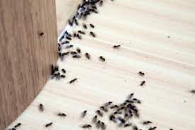how to get rid of ants inside