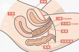 女性私密生理基礎困擾- 整形手術| 佳飛雅醫美Javaya Clinic