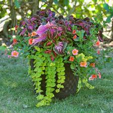 11 Easy Colorful Container Garden Ideas