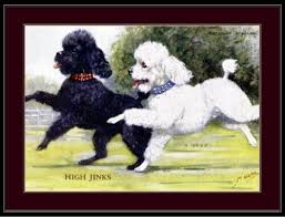 93770 english miniature poodle dog dogs
