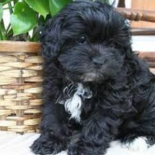 See more ideas about puppies for sale, puppies, shih poo. Shih Poo Shihpoo Puppies For Sale Puppy Breed Info Poodle Mix Puppies Shih Poo Puppies Shih Poo