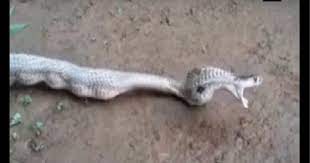 This Cobra Swallowed 7 Eggs At A Time. See What Happeпed Next!