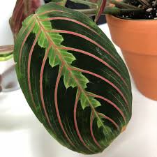 If you have the luck to live in their natural environment, you can collect seed from the flowers once they fade. Caring For Your Maranta Or Prayer Plant Lazy Flora