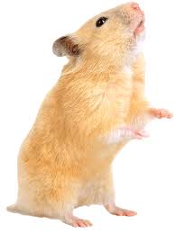 Syrian hamsters must live on their own as they are territorial mammals and will start to fight with each other once they have reached maturity, which is between 8 and 12 weeks. Hamster Vet In Miami Fl Paws Claws