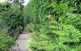 How To Care For Ferns Indoor And Outdoor