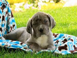 He's pushy with other dogs and can be reactive around food (and sometimes toys) with other dogs. Great Dane Mix Puppies For Sale Greenfield Puppies
