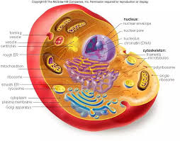 Unlike prokaryotes, eukaryotes contain a nucleus which is home to the cell's genetic material. Pin By Gentrit Sadiku On Bio Eukaryotic Cell Cell Structure Animal Cell Project