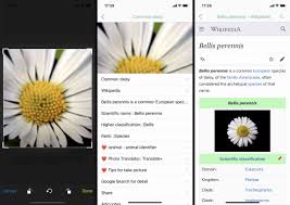 It works a lot like some of these other plant identification apps. The 8 Best Plant Identification Apps Of 2021