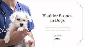 bladder stones in dogs river