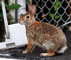meet georgia s most common rabbit species