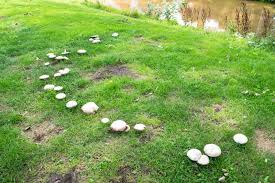 how to get rid of mushrooms in lawn 9