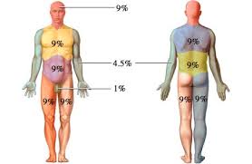 Determining Total Body Surface Area Minnesota Dept Of Health