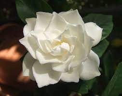 File White Gardenia Flower Jpg Wikipedia