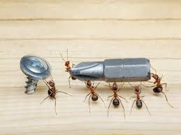 how to destroy a carpenter ant nest