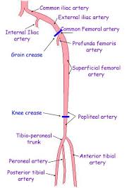 Normal Leg Arteries Ultrasound How To