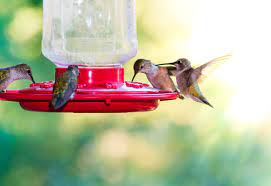 hummingbird food nectar recipe
