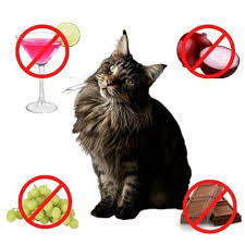 Human Foods That Are Poisonous To Cats