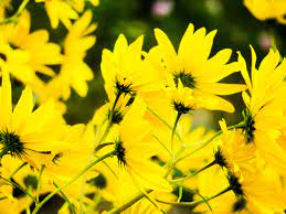 bold yellow flowers free