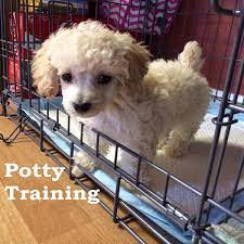3 best ways to provide poodle training