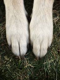 broken nails in dogs firstvet