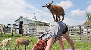 goat yoga at wildroot cove in minnesota