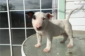 These bull terrier puppies located in california come from different cities, including, van nuys, san bernadino, perris. Puppy For Sale Fresno Ca Petswall
