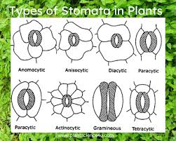 types of stomata in plants