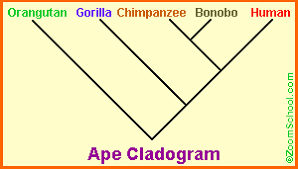 Ape Classification Enchantedlearning Com